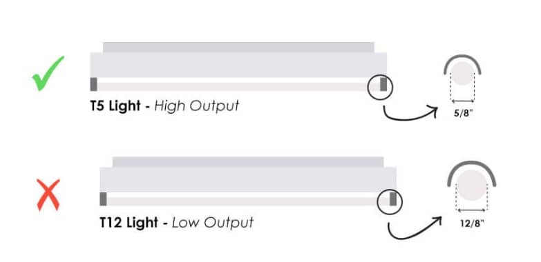 T5 vs T12 Fluorescent Lights