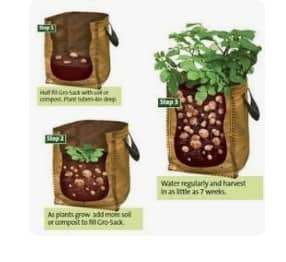 Potatoes gradually filling bag