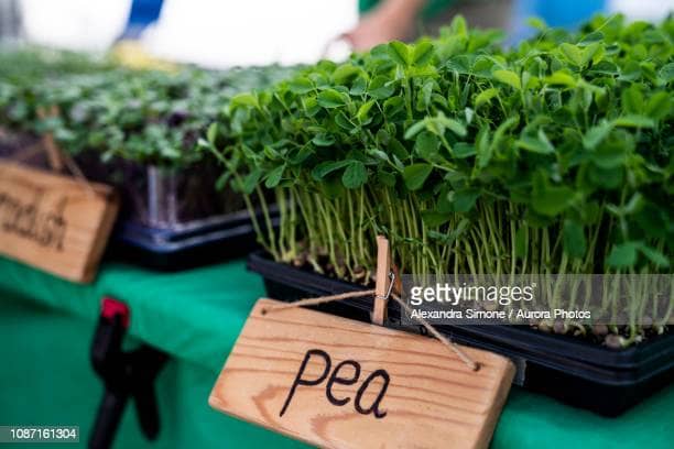 The Real Truth About Growing Microgreens For Profit