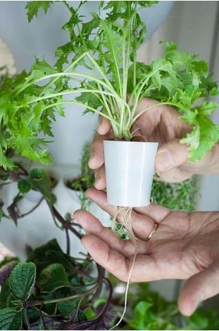 Foody Individual grow cup