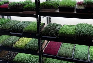 Make money growing different kinds of microgreens