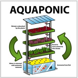 Stacked Indoor Aquaponic System sketch